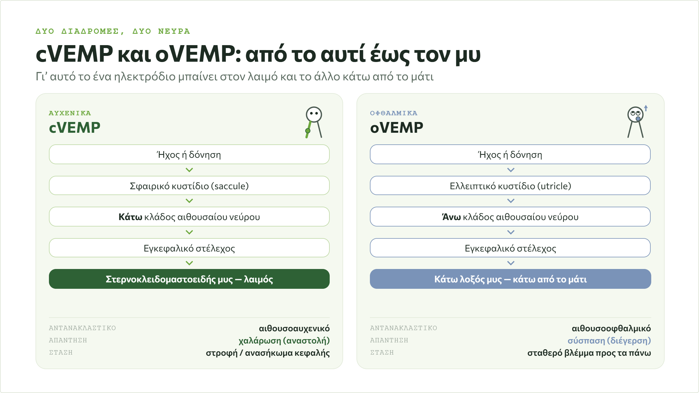 Σχηματική αναπαράσταση νευρικών οδών cVEMP και oVEMP από το εσωτερικό αυτί στους μυς
